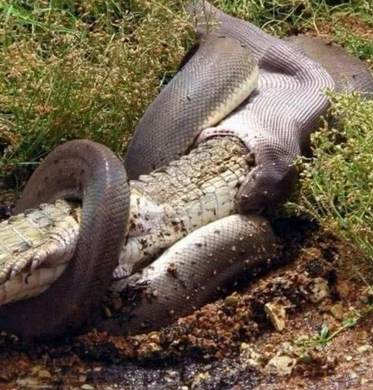 The giant python swallows the big crocodile alive, but it has no power to fight back against the giant python attacking the crocodile