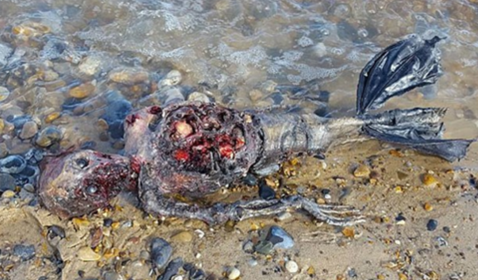 Unknown creature found on UK beach, suspected to be a mermaid