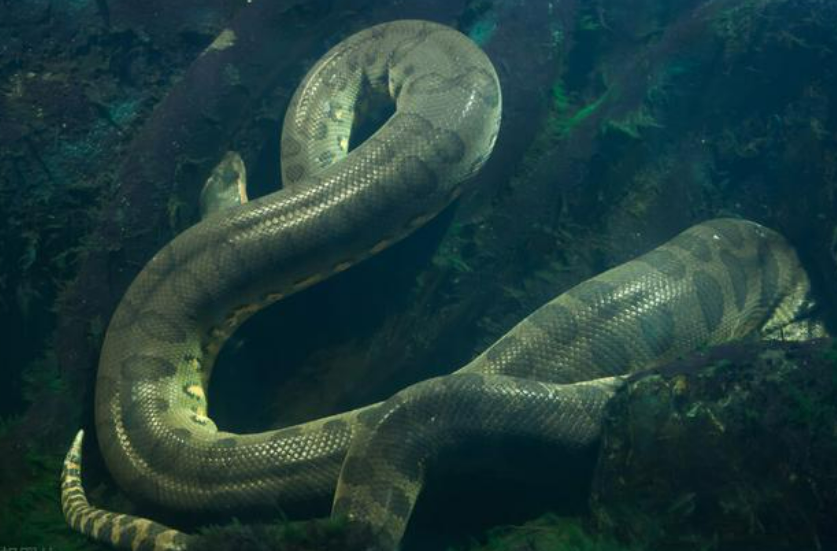 Is the "Pan Mountain Python" in the Qinling Mountains real? How big is the largest snake in the world?