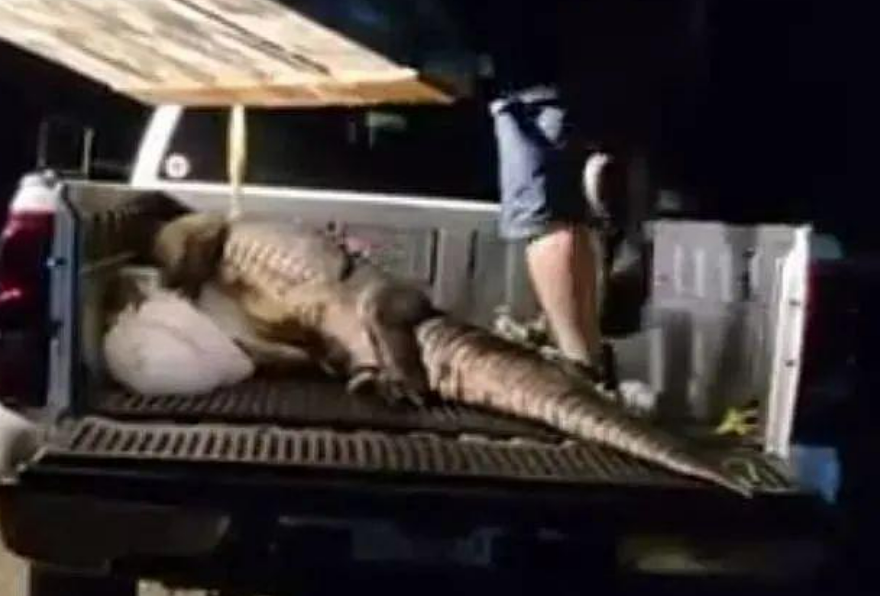 American couple threatened by 200kg giant crocodile for five years, finally killed it but were criticized by netizens for being cruel?