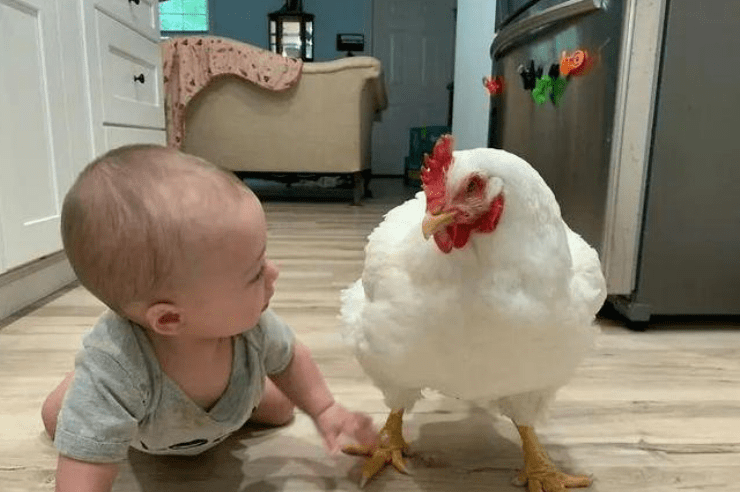 She rescued a dying meat chicken from a chicken farm, and after 5 years, the chicken has become a beloved member of her family!