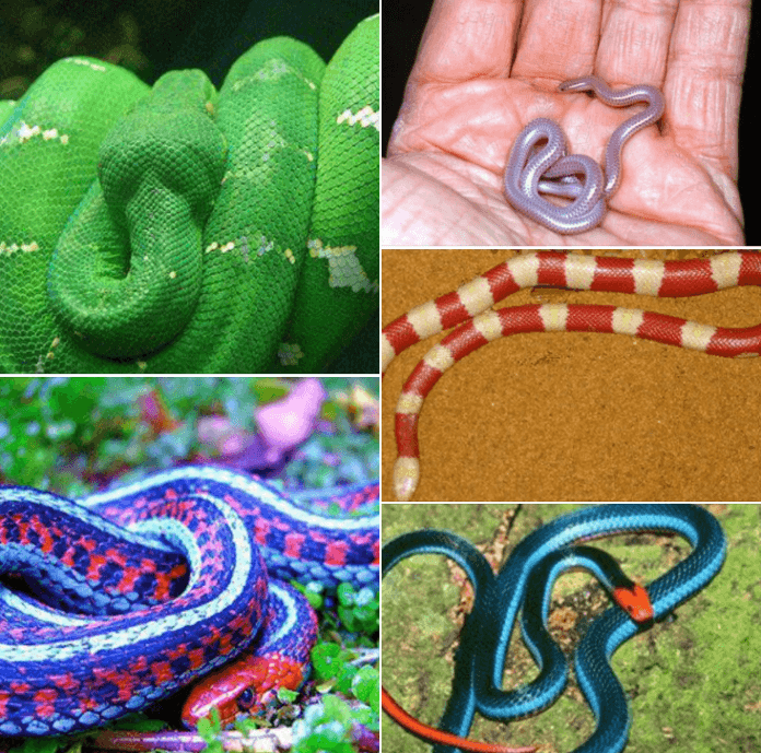 What is the fragrance snake? Ranking the world's top 10 amazing snakes.