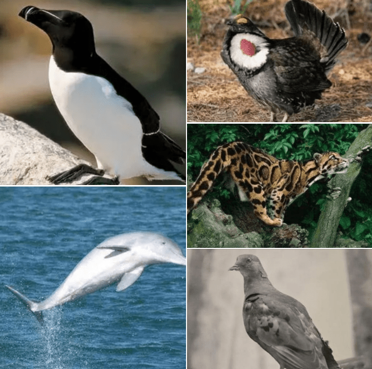 The top ten extinct animals, the first being the Arctic penguin, and the North American white wolf is on the list.