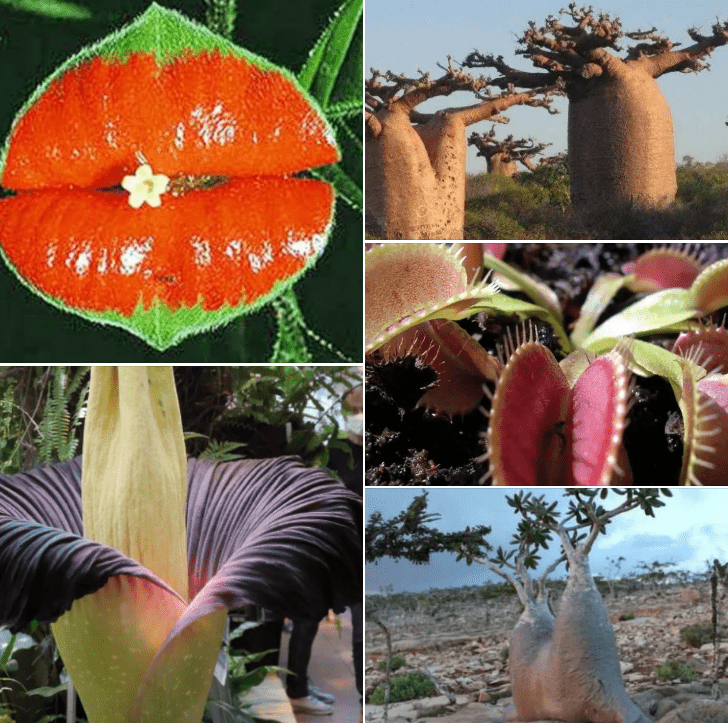 The top ten oddities in the world, with the third being the Dragon's Blood Tree, and beautiful women with red lips ranking tenth.