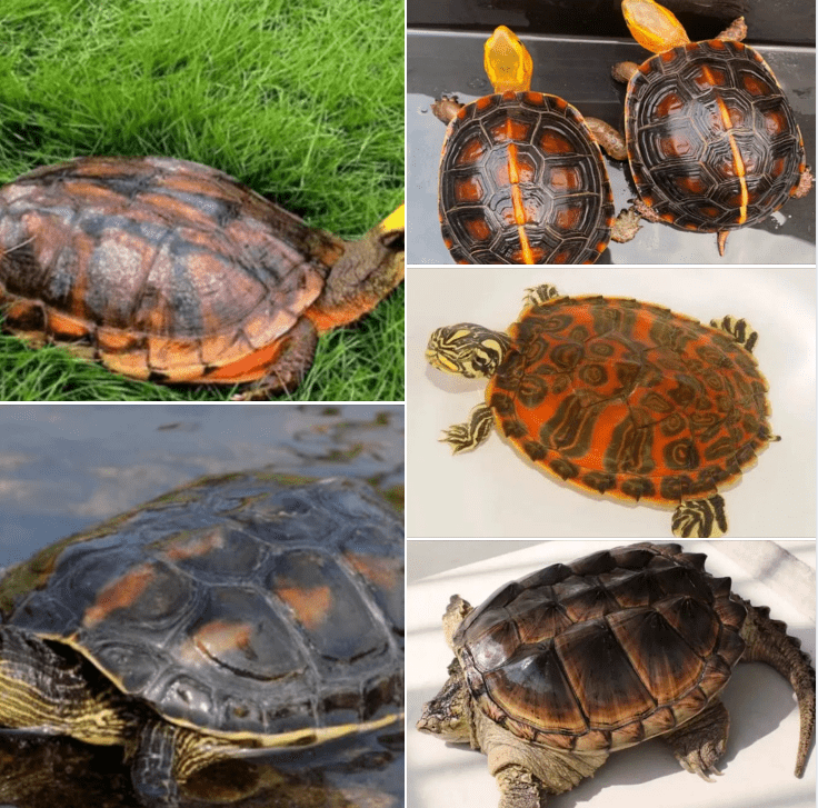 Top 10 Medicinal Turtles with High Value - Chinese Soft-Shelled Turtle Listed as No.8, Resembling an Alligator in Appearance.