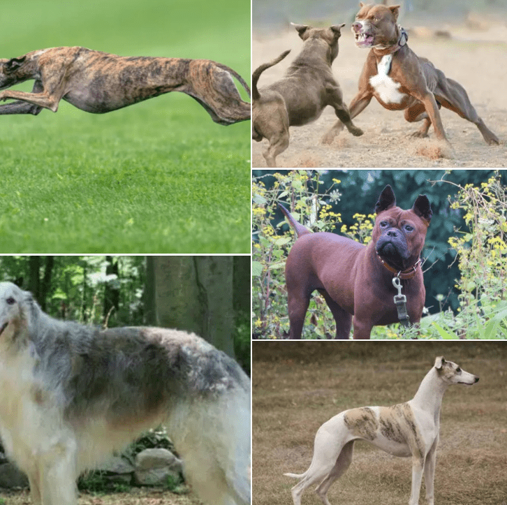 Top 10 Ranking of the World's Best Hunting Dogs: The Greyhound is the Fastest, and the 5th is the Chinese Bitto Dog