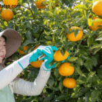 Favorable conditions for promoting agricultural development in 2024