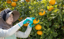 Favorable conditions for promoting agricultural development in 2024