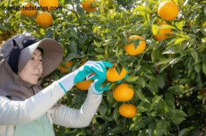 Favorable conditions for promoting agricultural development in 2024