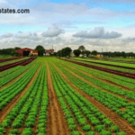 Intensive Agriculture Interpretation: Comprehensive Prospect of Efficient Land Use, Supporting Agricultural Development